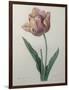 Tulip Cultivar-Pierre-Joseph Redoute-Framed Art Print