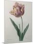 Tulip Cultivar-Pierre-Joseph Redoute-Mounted Art Print