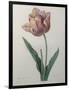 Tulip Cultivar-Pierre-Joseph Redoute-Framed Art Print