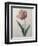 Tulip Cultivar-Pierre-Joseph Redoute-Framed Art Print