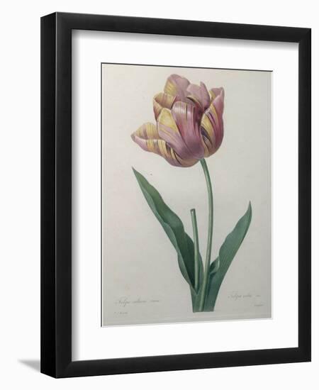 Tulip Cultivar-Pierre-Joseph Redoute-Framed Art Print