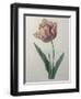 Tulip Cultivar-Pierre-Joseph Redoute-Framed Art Print