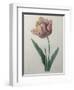 Tulip Cultivar-Pierre-Joseph Redoute-Framed Art Print