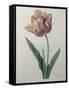 Tulip Cultivar-Pierre-Joseph Redoute-Framed Stretched Canvas