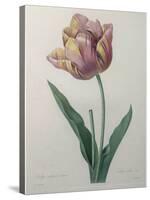 Tulip Cultivar-Pierre-Joseph Redoute-Stretched Canvas