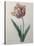 Tulip Cultivar-Pierre-Joseph Redoute-Stretched Canvas