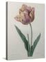 Tulip Cultivar-Pierre-Joseph Redoute-Stretched Canvas