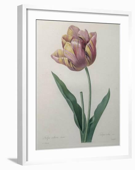 Tulip Cultivar-Pierre-Joseph Redoute-Framed Art Print