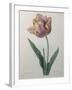 Tulip Cultivar-Pierre-Joseph Redoute-Framed Art Print