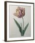 Tulip Cultivar-Pierre-Joseph Redoute-Framed Art Print