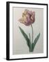 Tulip Cultivar-Pierre-Joseph Redoute-Framed Art Print