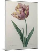 Tulip Cultivar-Pierre-Joseph Redoute-Mounted Art Print