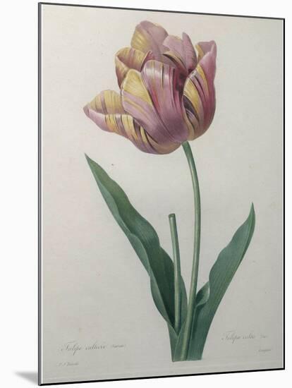 Tulip Cultivar-Pierre-Joseph Redoute-Mounted Art Print