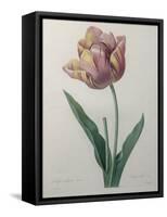 Tulip Cultivar-Pierre-Joseph Redoute-Framed Stretched Canvas