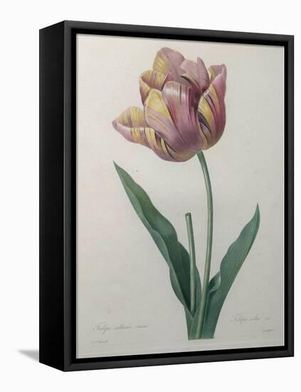 Tulip Cultivar-Pierre-Joseph Redoute-Framed Stretched Canvas