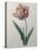 Tulip Cultivar-Pierre-Joseph Redoute-Stretched Canvas
