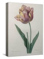 Tulip Cultivar-Pierre-Joseph Redoute-Stretched Canvas