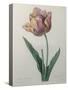 Tulip Cultivar-Pierre-Joseph Redoute-Stretched Canvas