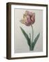 Tulip Cultivar-Pierre-Joseph Redoute-Framed Art Print