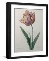 Tulip Cultivar-Pierre-Joseph Redoute-Framed Art Print