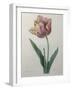 Tulip Cultivar-Pierre-Joseph Redoute-Framed Art Print