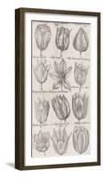 Tulip Cultivars-The Vintage Collection-Framed Giclee Print