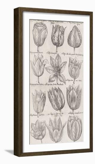 Tulip Cultivars-The Vintage Collection-Framed Giclee Print