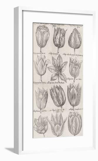 Tulip Cultivars-The Vintage Collection-Framed Giclee Print