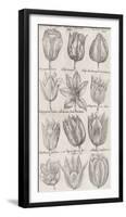 Tulip Cultivars-The Vintage Collection-Framed Giclee Print