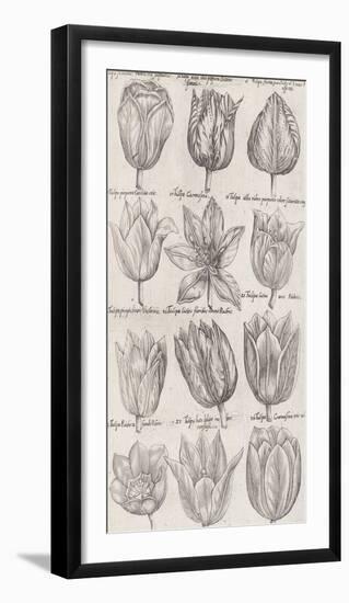 Tulip Cultivars-The Vintage Collection-Framed Giclee Print