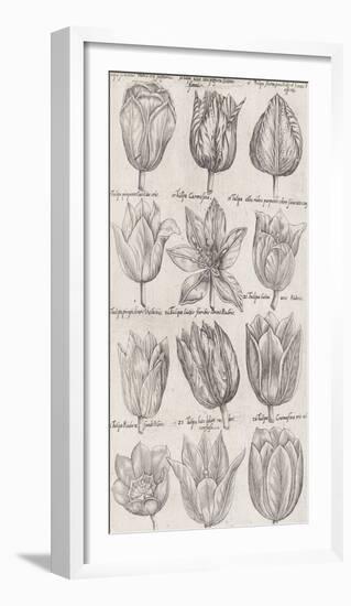 Tulip Cultivars-The Vintage Collection-Framed Giclee Print