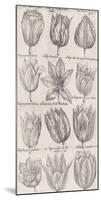 Tulip Cultivars-The Vintage Collection-Mounted Giclee Print