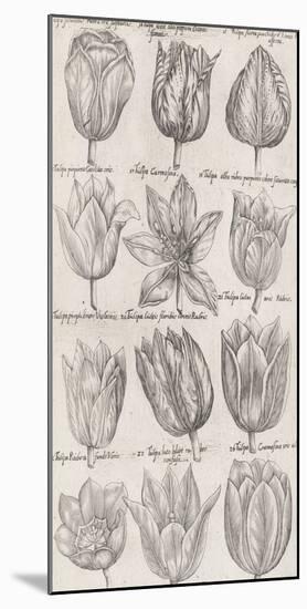 Tulip Cultivars-The Vintage Collection-Mounted Giclee Print