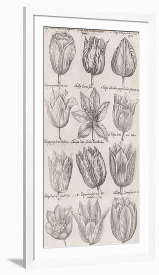 Tulip Cultivars-The Vintage Collection-Framed Giclee Print