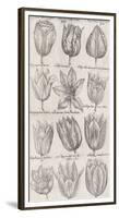 Tulip Cultivars-The Vintage Collection-Framed Giclee Print