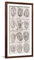 Tulip Cultivars-The Vintage Collection-Framed Giclee Print