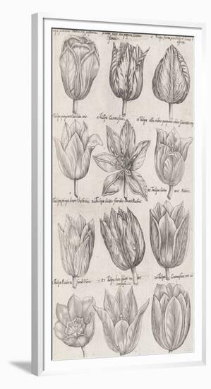 Tulip Cultivars-The Vintage Collection-Framed Giclee Print