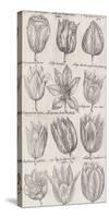 Tulip Cultivars-The Vintage Collection-Stretched Canvas