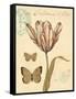 Tulip Curiosity-Chad Barrett-Framed Stretched Canvas