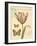 Tulip Curiosity-Chad Barrett-Framed Art Print