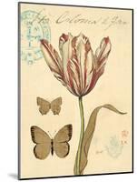 Tulip Curiosity-Chad Barrett-Mounted Art Print