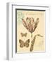 Tulip Curiosity-Chad Barrett-Framed Art Print