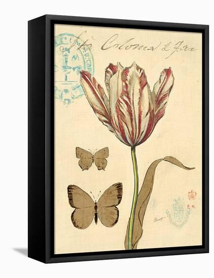 Tulip Curiosity-Chad Barrett-Framed Stretched Canvas