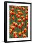 Tulip 'Davenport'-null-Framed Photographic Print