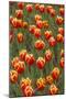 Tulip 'Davenport'-null-Mounted Photographic Print