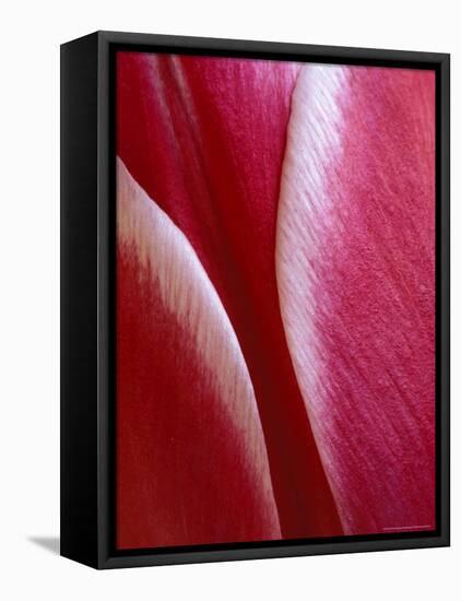 Tulip Detail, Rochester, Michigan, USA-Claudia Adams-Framed Stretched Canvas