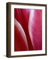 Tulip Detail, Rochester, Michigan, USA-Claudia Adams-Framed Photographic Print