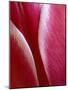Tulip Detail, Rochester, Michigan, USA-Claudia Adams-Mounted Photographic Print