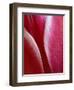 Tulip Detail, Rochester, Michigan, USA-Claudia Adams-Framed Photographic Print