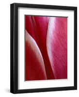 Tulip Detail, Rochester, Michigan, USA-Claudia Adams-Framed Photographic Print